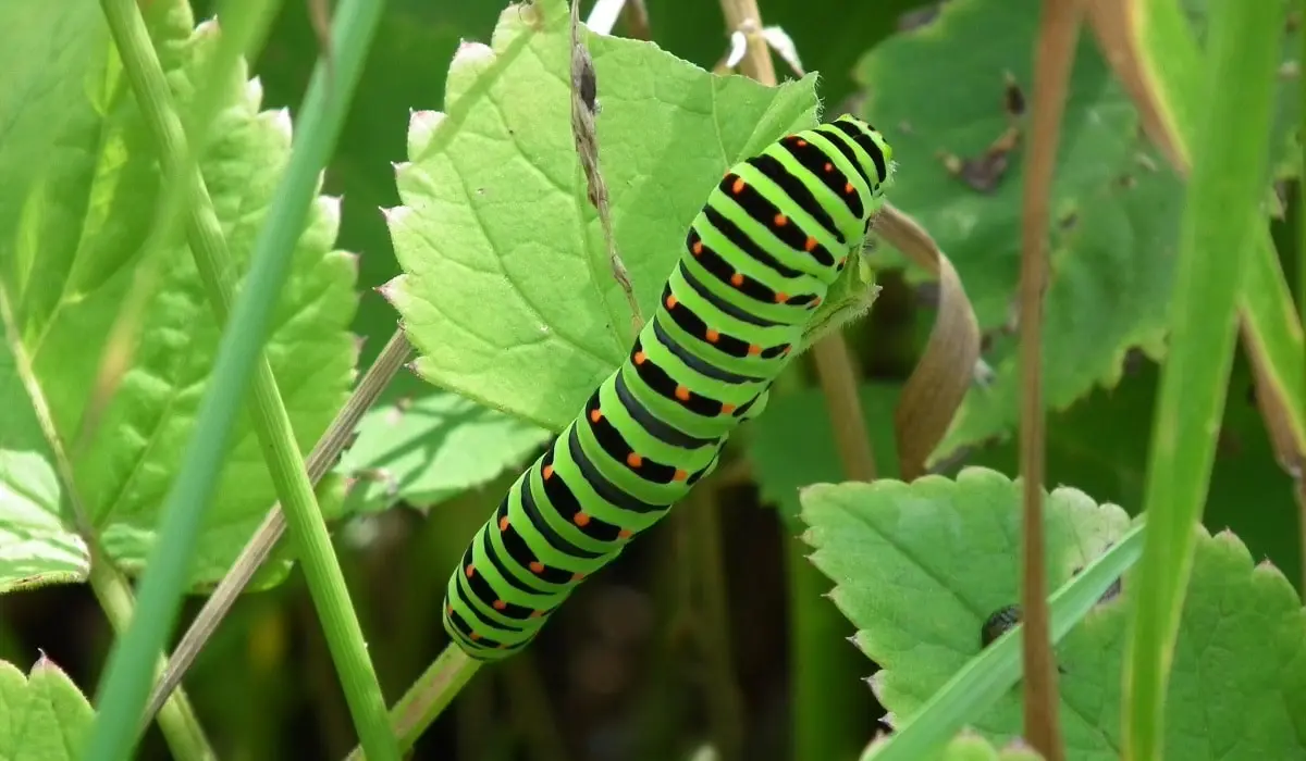 Black Swallowtail kāpurs